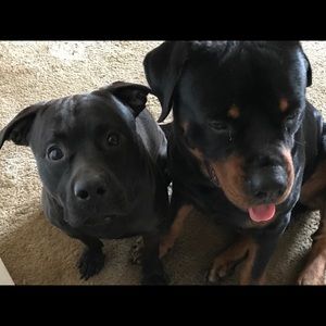 Meet your Posher, Tisha